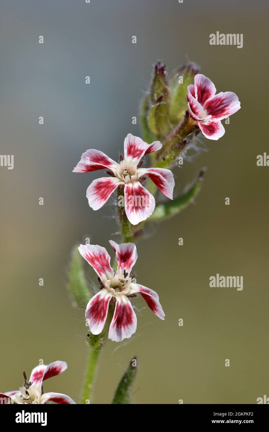 Small-flowered Catchfly - Silene gallica var. quinquevulnera Stock Photo