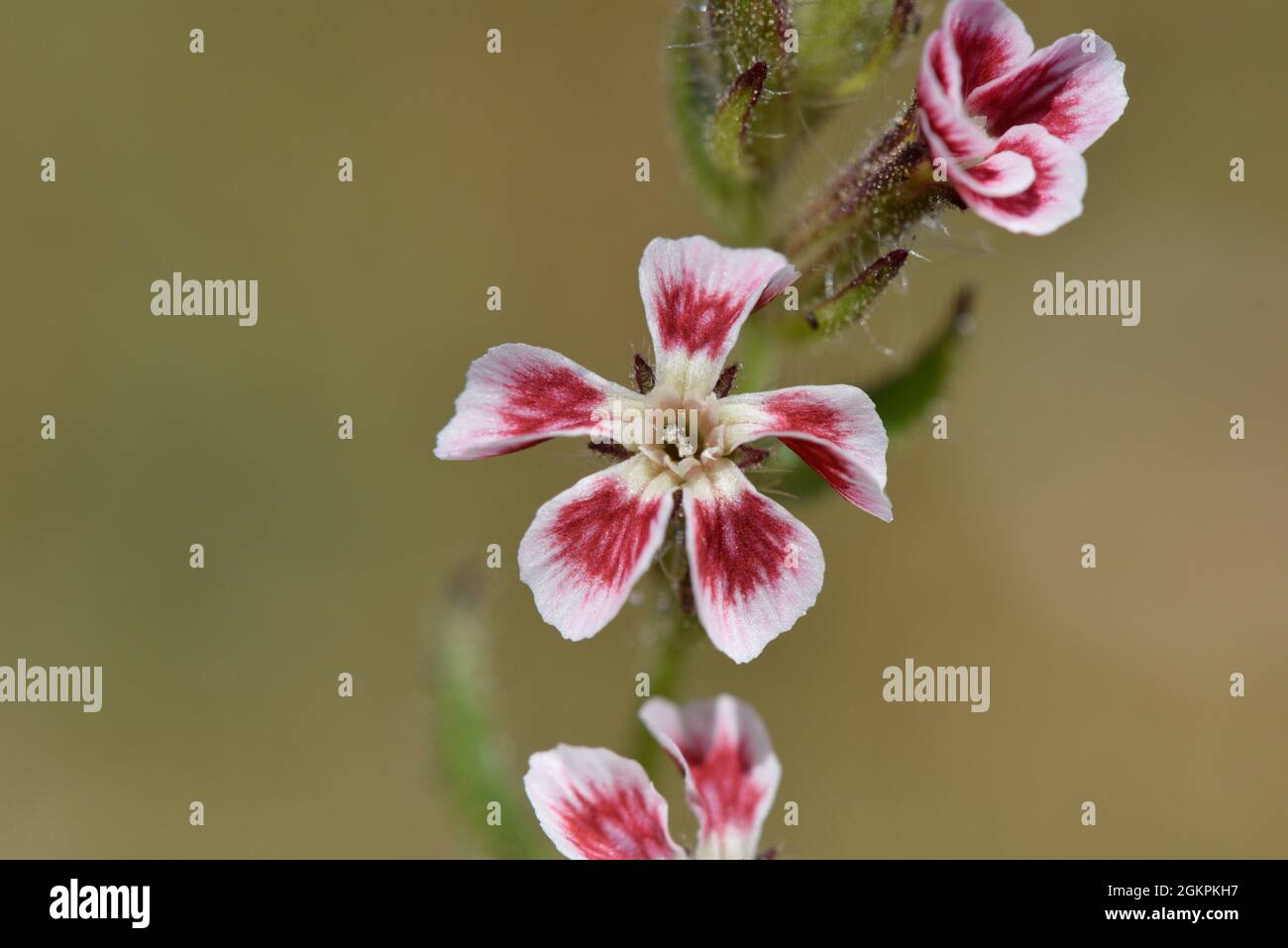 Small-flowered Catchfly - Silene gallica Stock Photo
