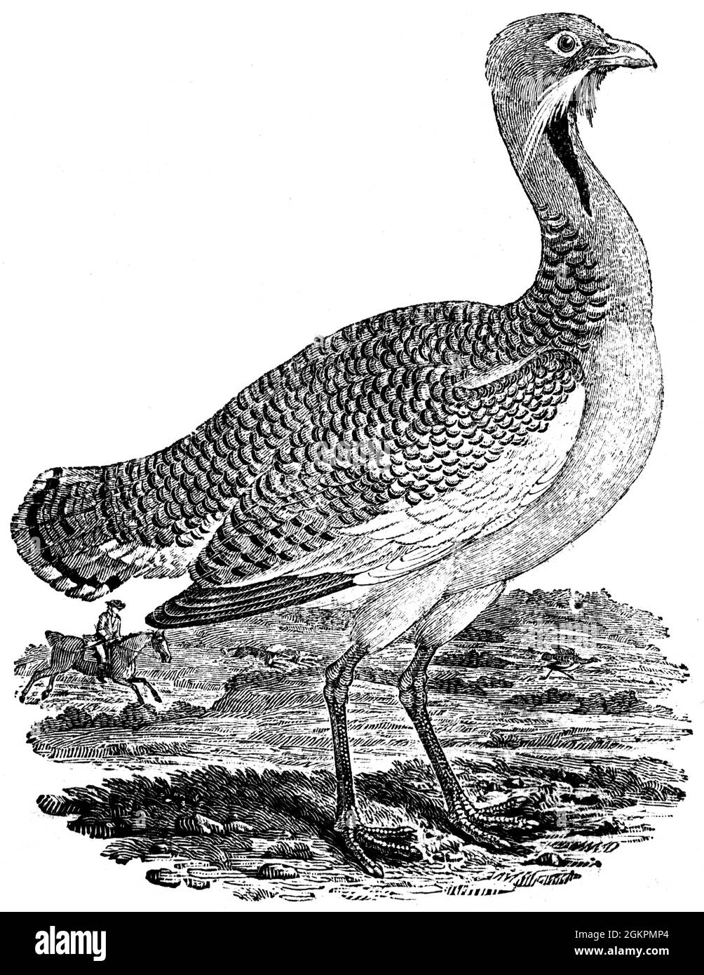 A bird engraved by Thomas Bewick from 'The History of British Birds' of Stock Photo
