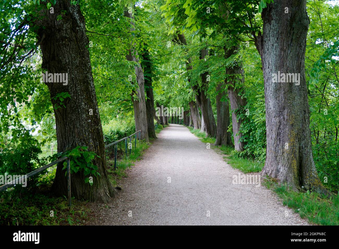 Tall trees in city hi-res stock photography and images - Alamy