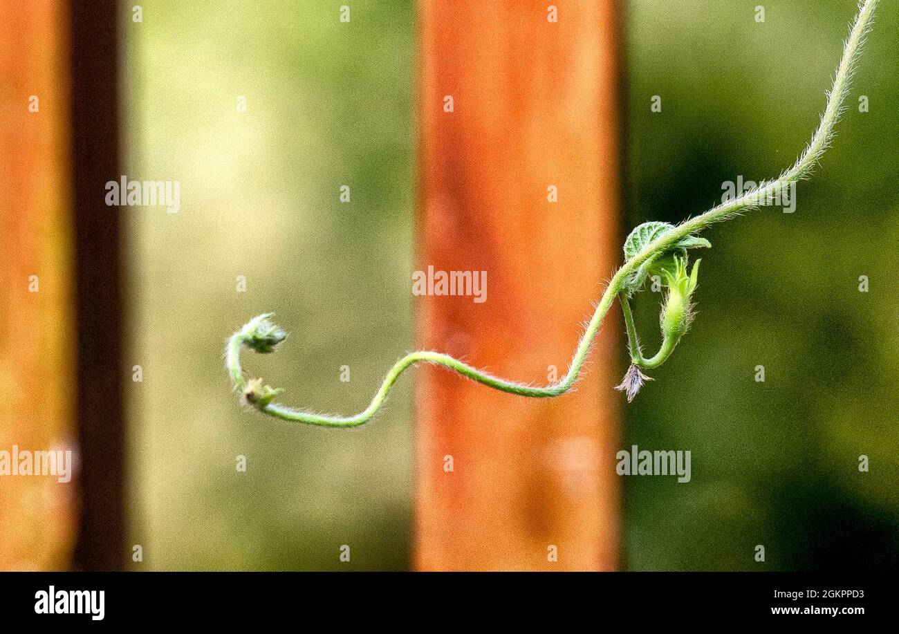 Curling, twisting tenticle of a vine stalk Stock Photo