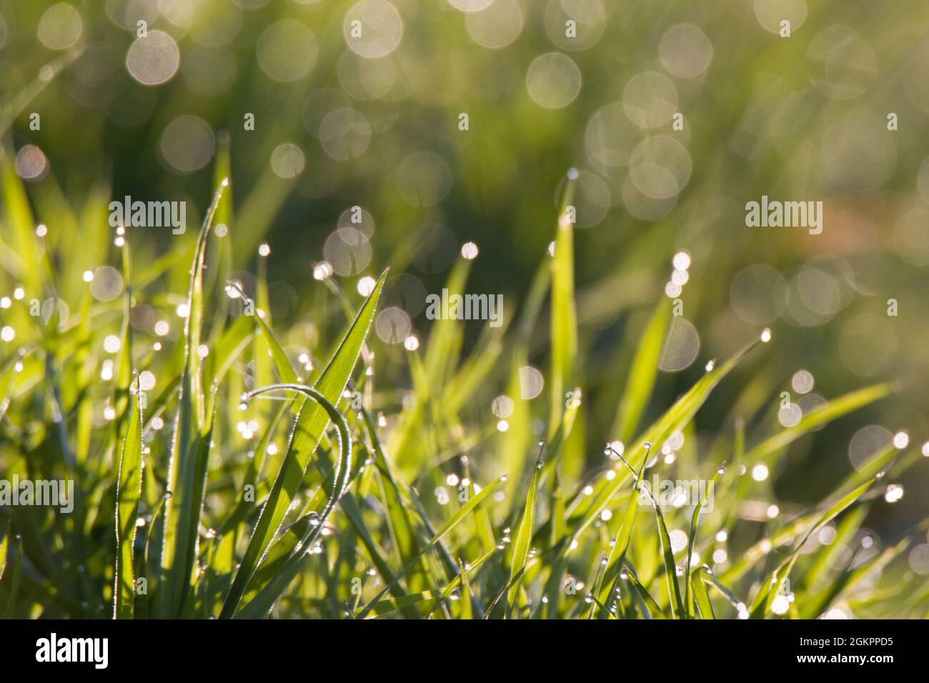 Close up of grass with a soft bokeh Stock Photo