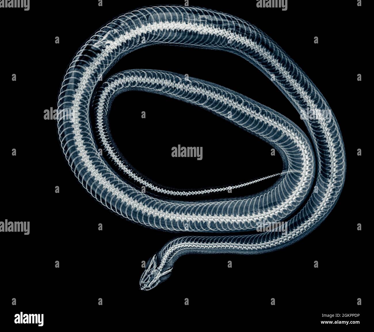 Coiled Snake under x-ray a whole mouse can be seen being digested on the left Stock Photo