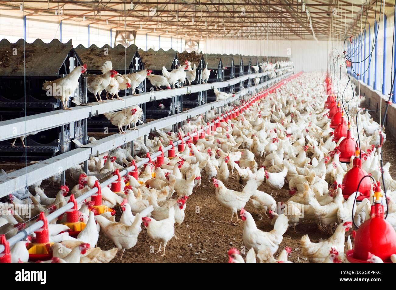 Israel, Hens in an organic, free roaming, chicken coop a producer of 'Freedom Eggs' Stock Photo