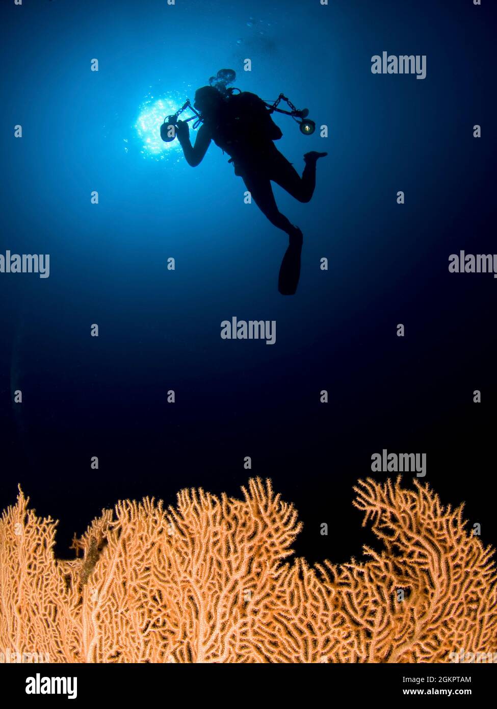 Israel, Eilat, Red Sea, – Underwater photograph of a diver swimming above an Anella Alcyonacea (soft corals)  coral Stock Photo