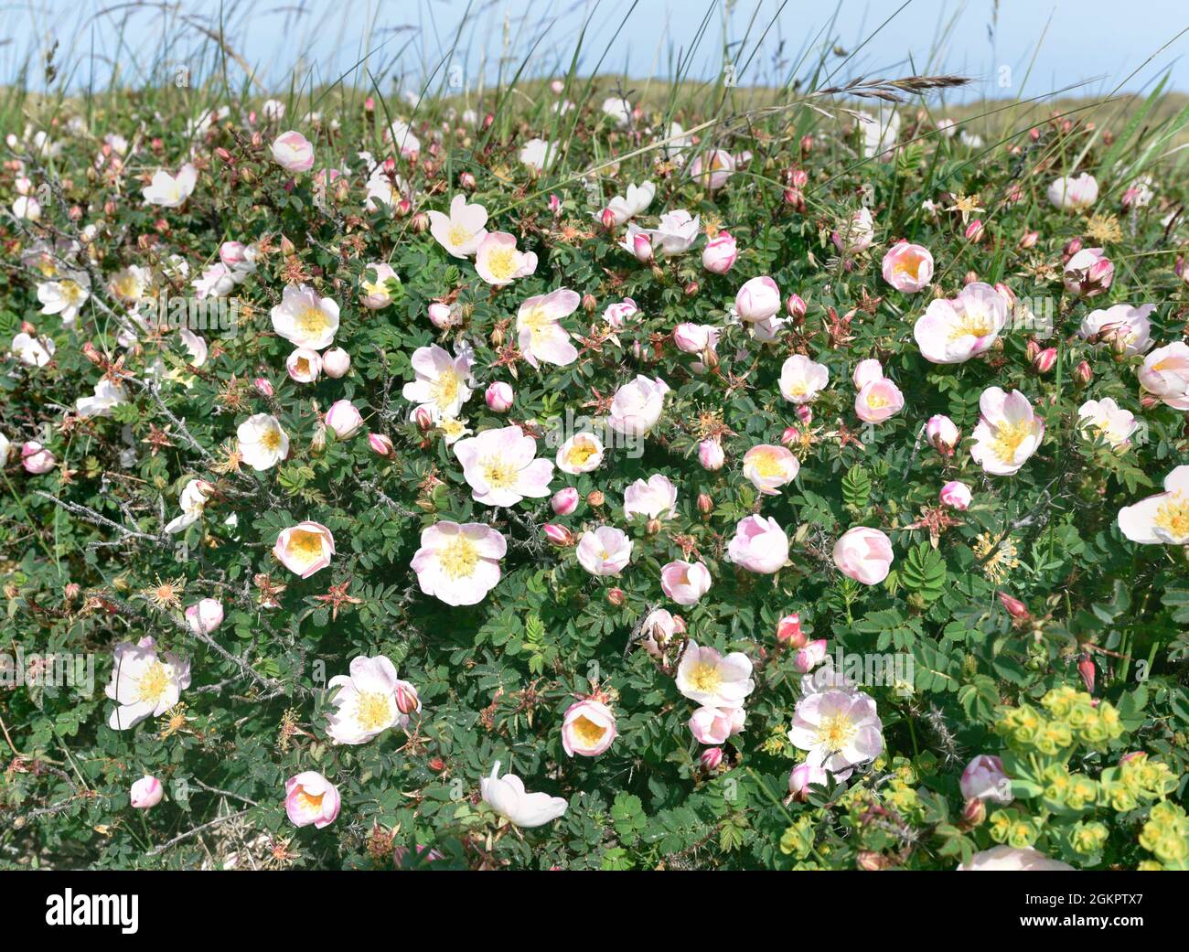 Rose Rosa pimpinellifolia/spinosissima Stock Photo Alamy