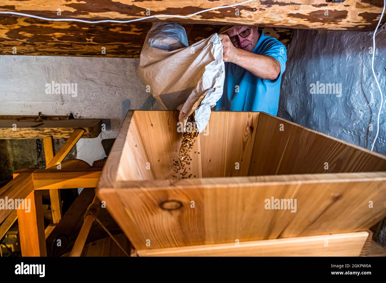 Ilario Galbani fills the roasted corn into the mill's hopper. The white corn kernels popped during roasting flash between them. He prepares the water mill for the grinding process, in which the roasted corn grains are finely ground on a special millstone. Circolo d'Onsernone, Switzerland Stock Photo