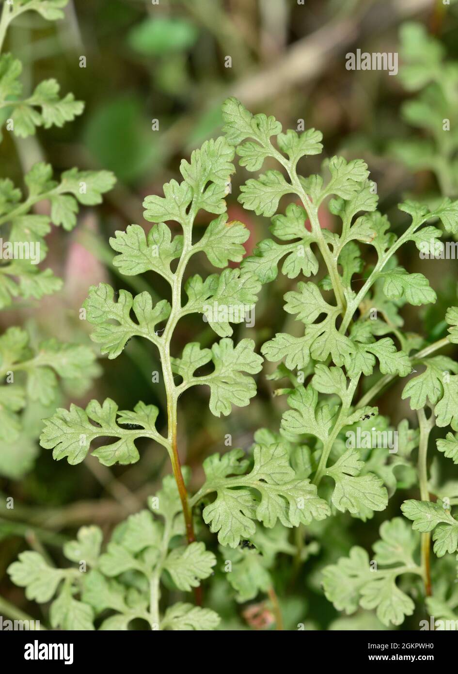 Jersey Fern - Anogramma leptophylla Stock Photo