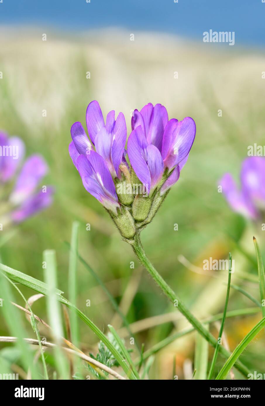 Purple Milk-vetch - Astragalus danicus Stock Photo