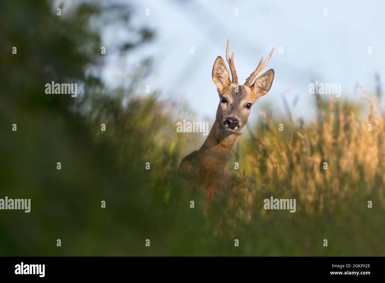 Close up young roe deer buck hi-res stock photography and images - Alamy