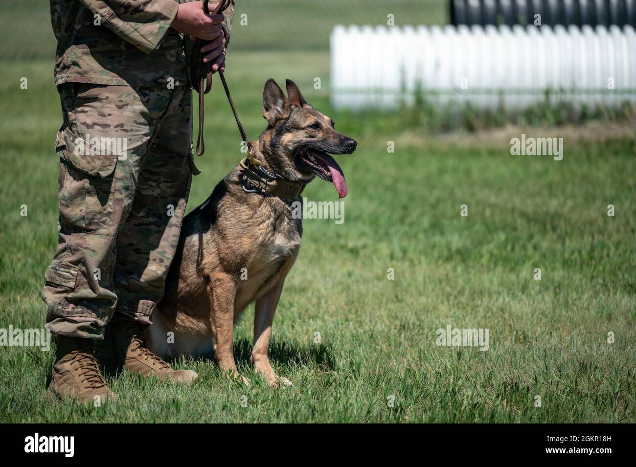 Types of military working dogs new arrivals