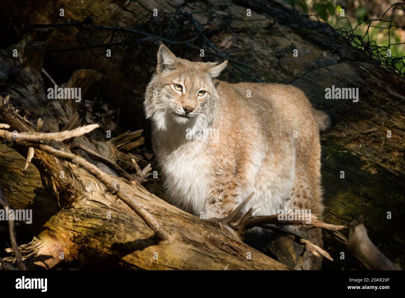 lynx [genus Lynx] Stock Photo