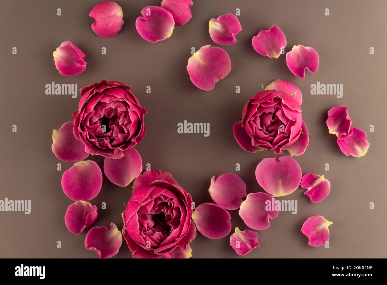 Top view of blooming rose flover on brown background. Festive greeting card, flower arrangement. Top view. Stock Photo