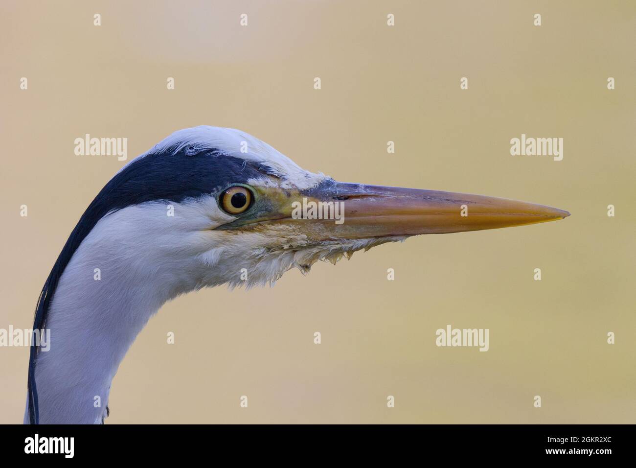Close up of a gray heron Stock Photo