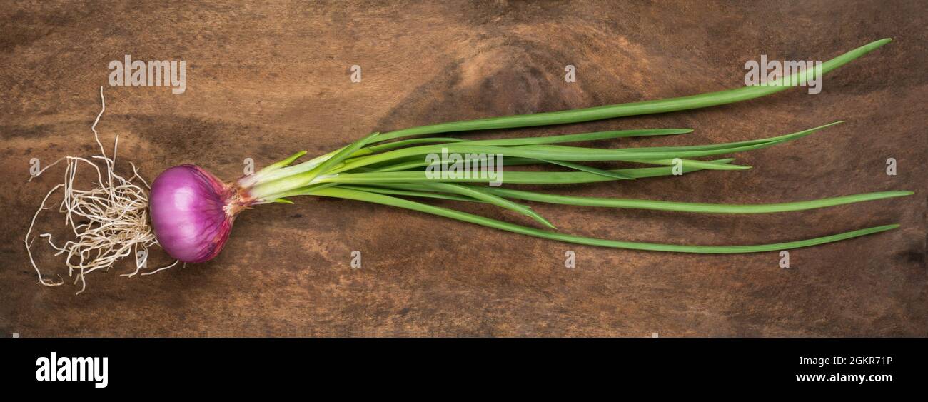 Closeup on spring onion roots hi-res stock photography and images - Alamy