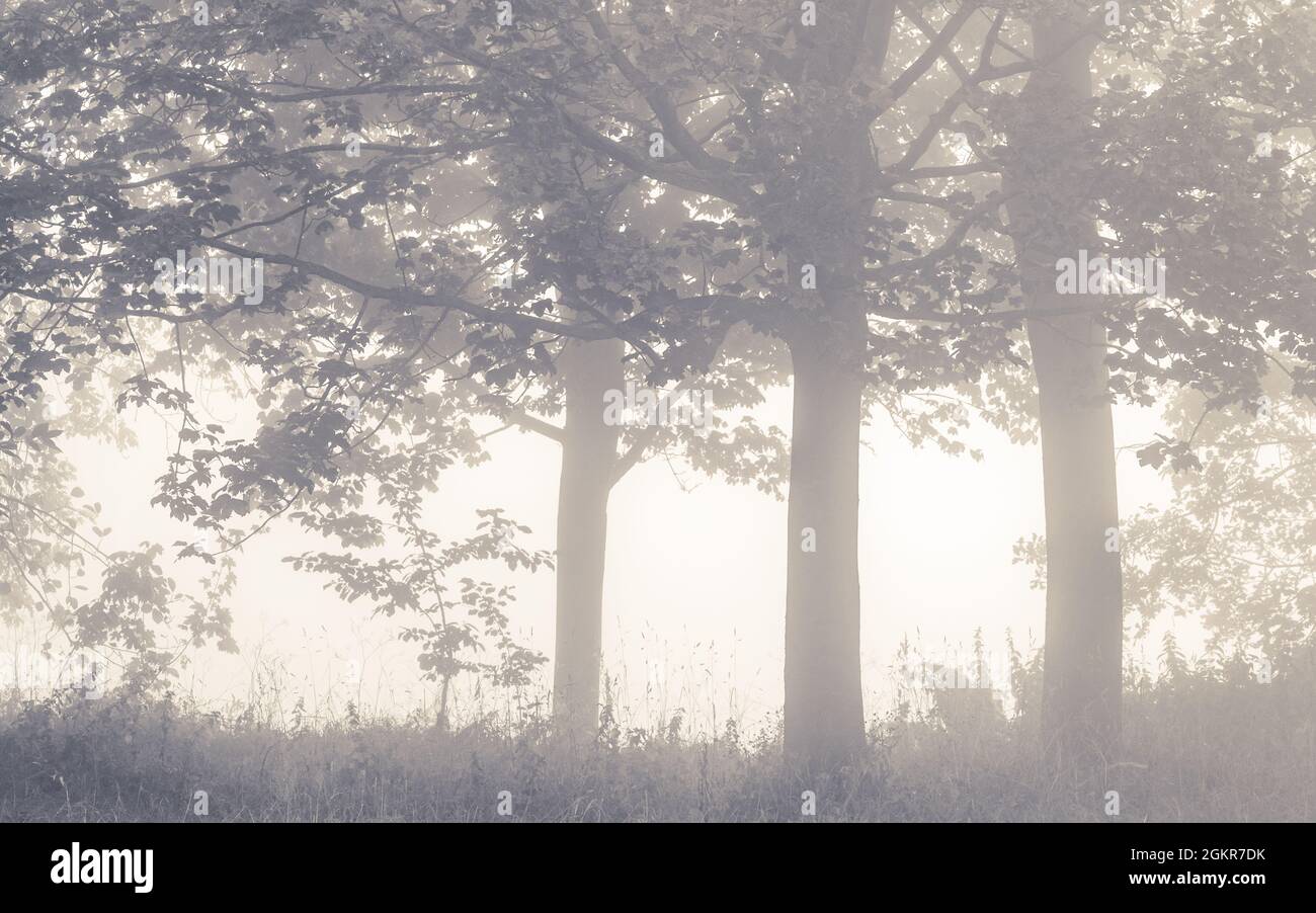 Thick fog in Nunroyd Park, Yeadon, silhouettes and back-lights the undergrowth, creating a beautful autumnal scene. Stock Photo