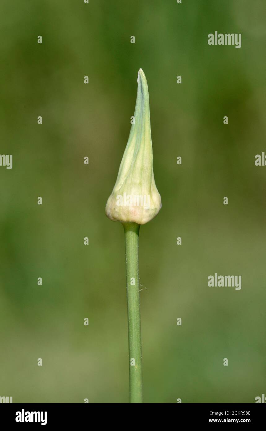 Sand Leek - Allium scorodoprasum Stock Photo