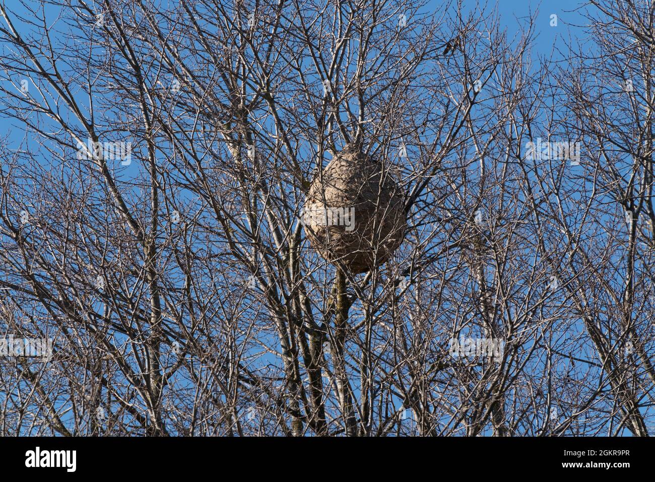 Asian wasp nest on a tree in winter Stock Photo