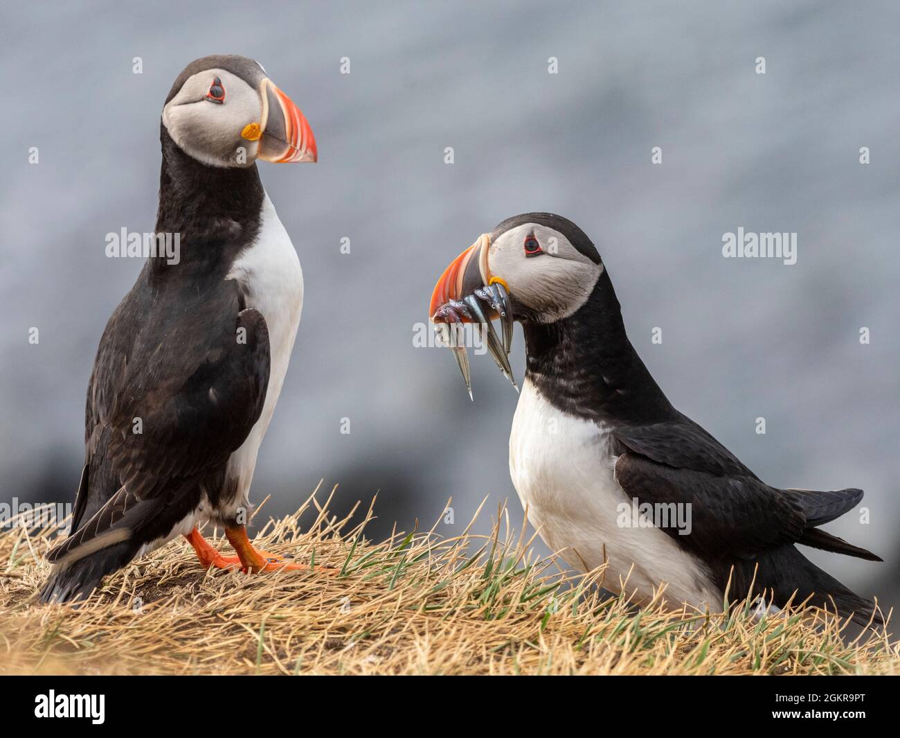 Adult Atlantic puffins (Fratercula arctica, returning to the nest site with fish (sand eels) for its chick on Grimsey Island, Iceland, Polar Regions Stock Photo