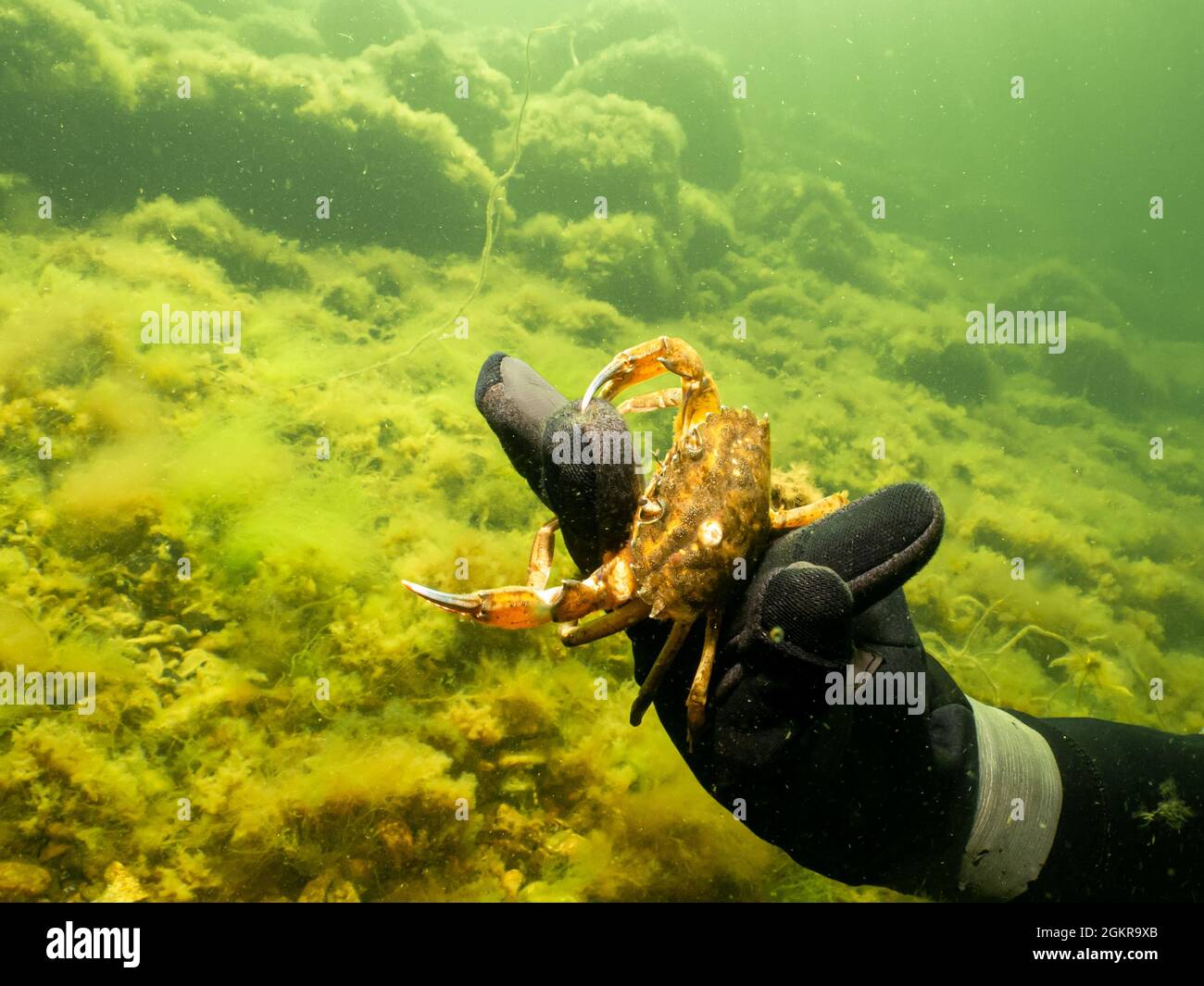 A close-up picture of a divers hand holding a crab. Green, cold water Stock Photo