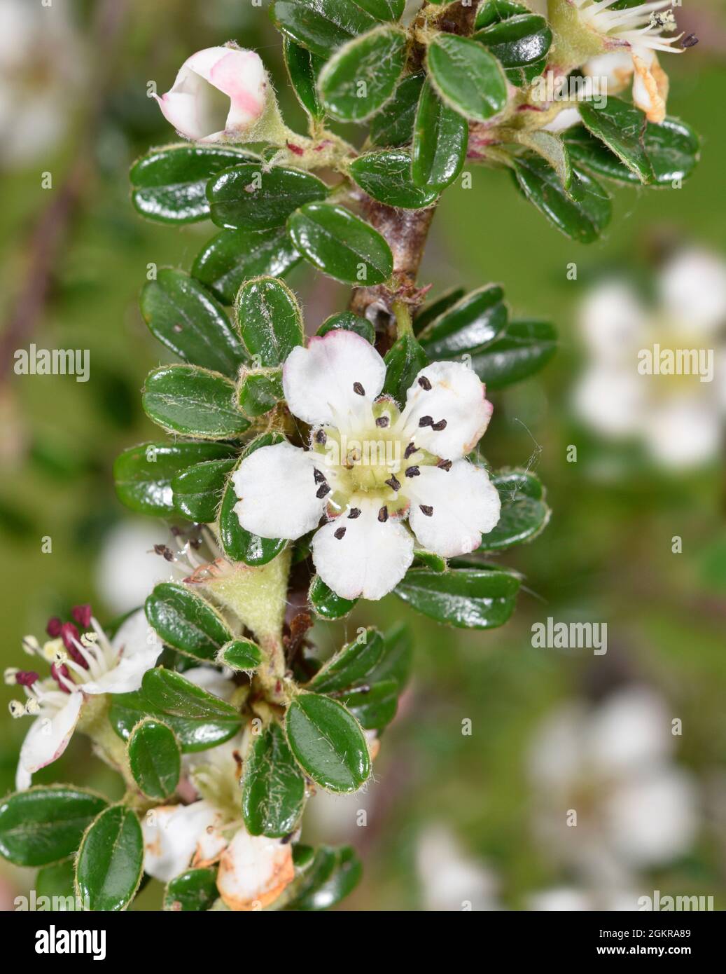 Small-leaved Cotoneaster - Cotoneaster Chaenopetalum microphyllus Stock Photo