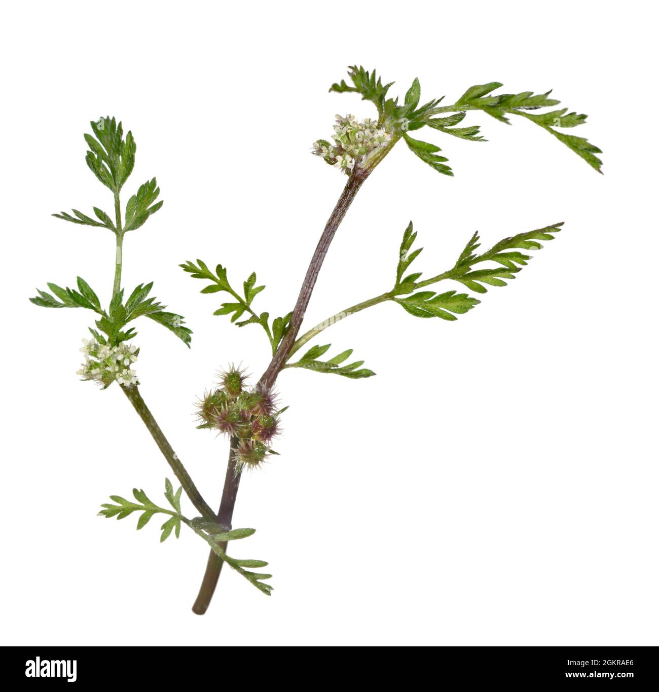 Knotted Hedge-parsley - Torilis nodosa Stock Photo