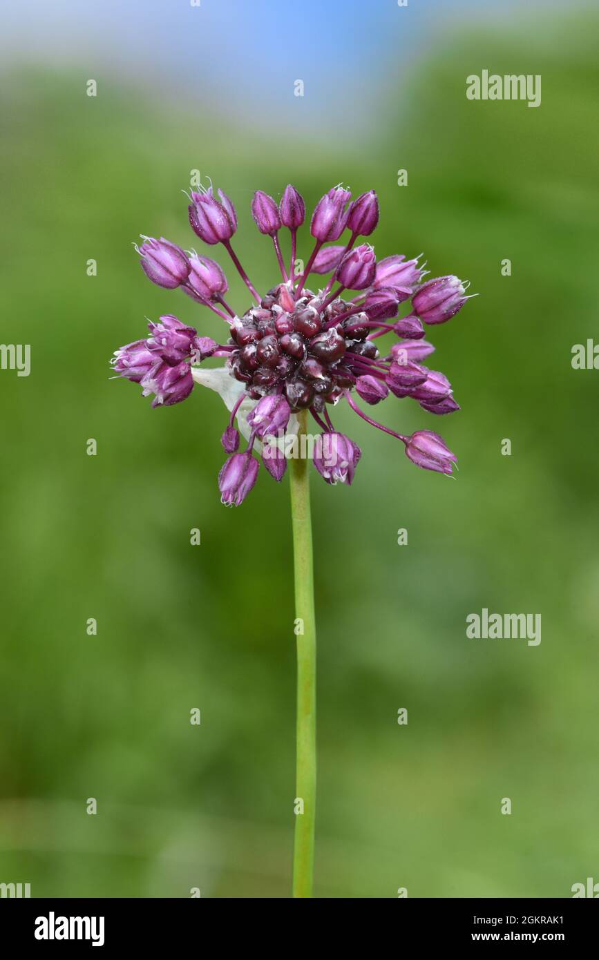 Sand Leek - Allium scorodoprasum Stock Photo