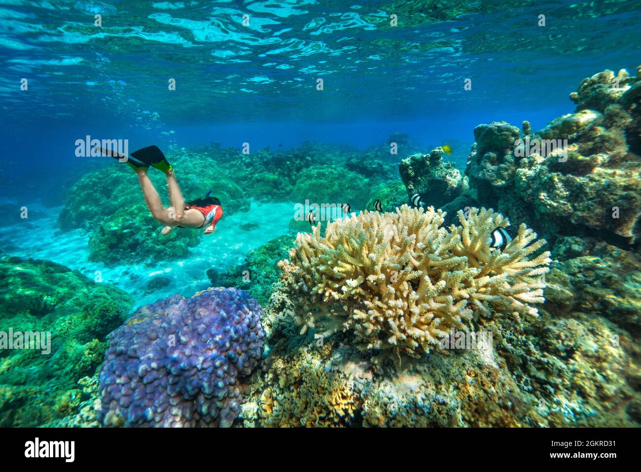 An athletic woman free-diving through a colorful reef of French Polynesia, South Pacific islands, Pacific Stock Photo