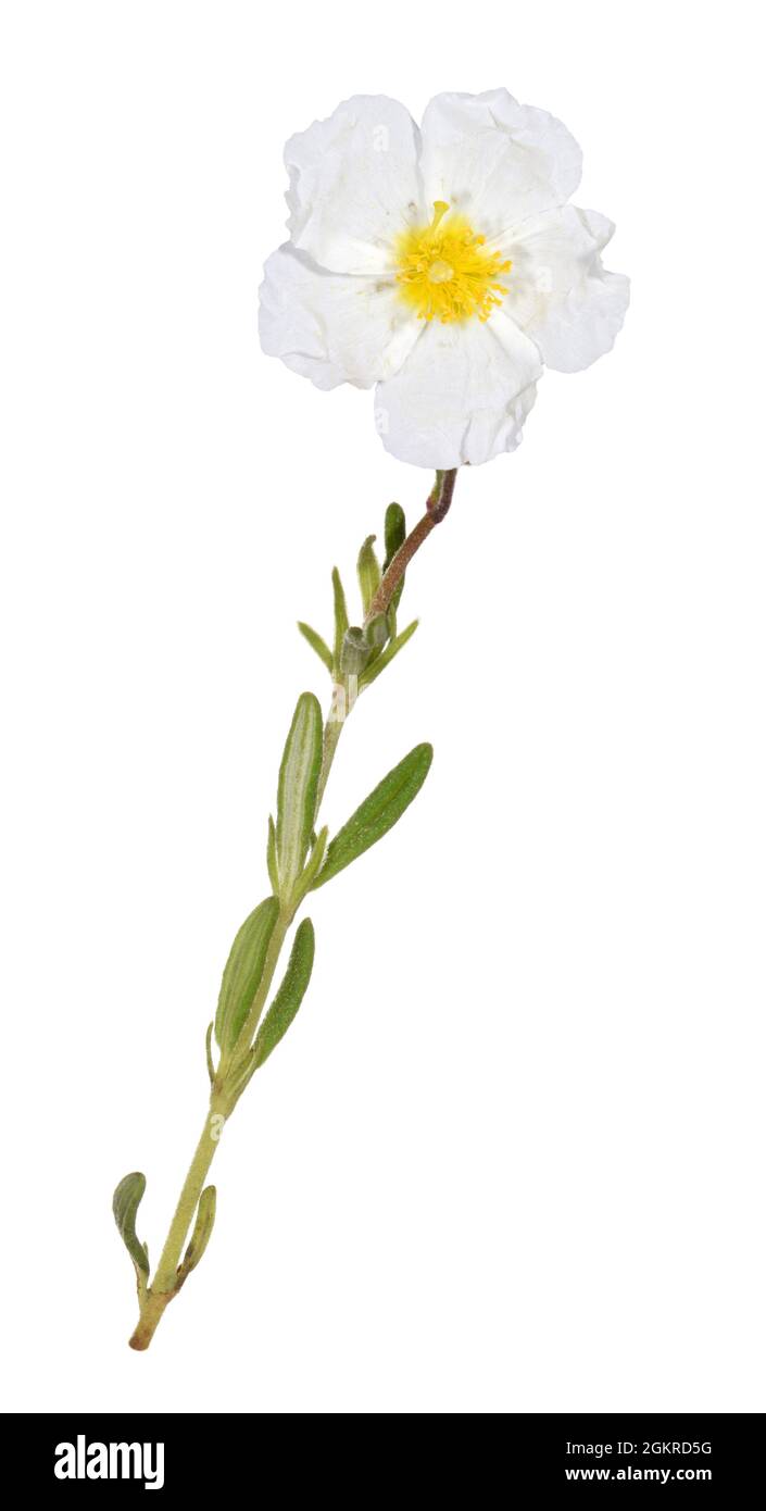 White Rock-rose - Helianthemum apenninum Stock Photo