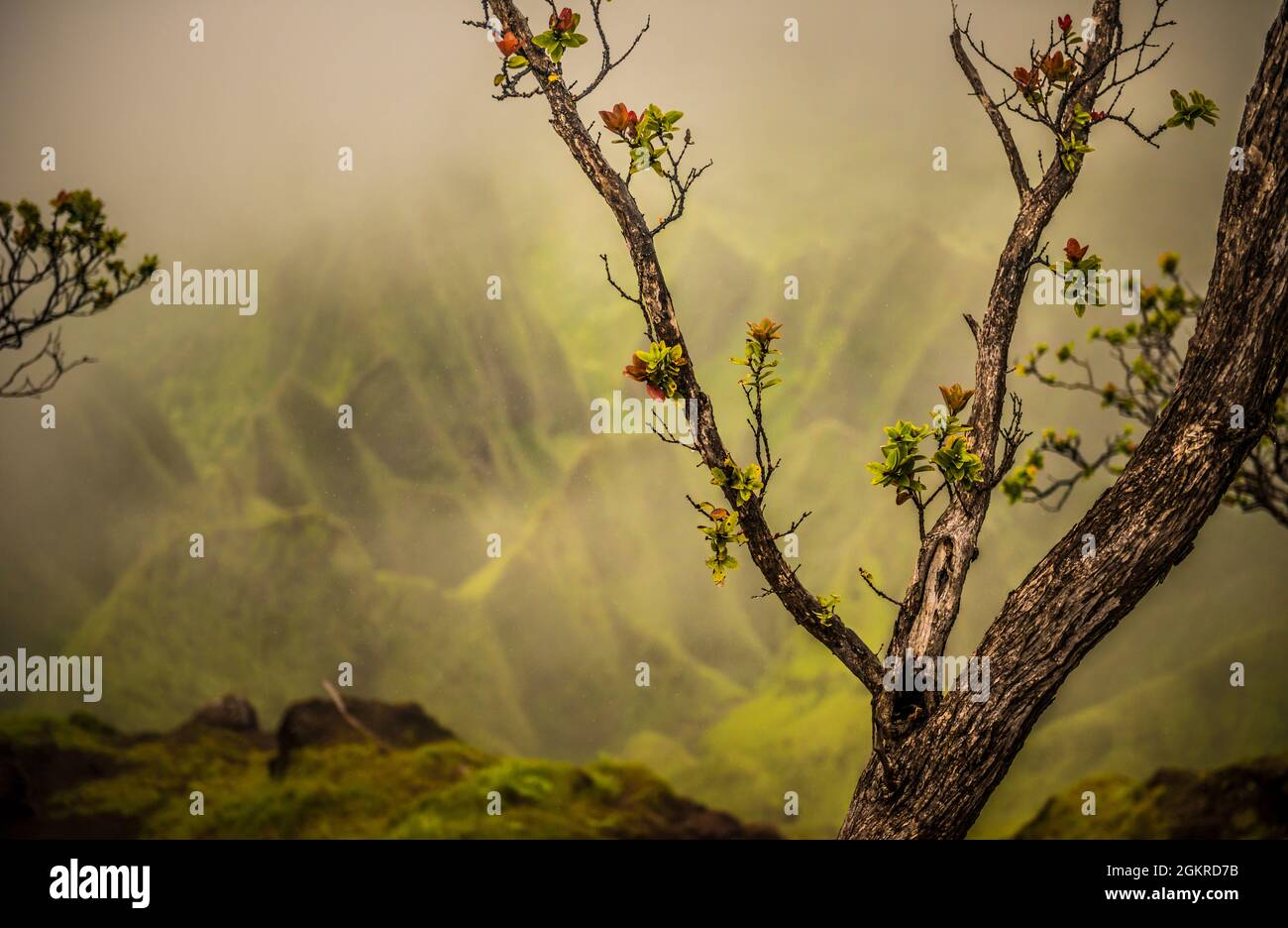 A tree branch with fresh growth in front of a soft backdrop of the NaPali Coast mountains, Hawaii, United States of America, Pacific Stock Photo