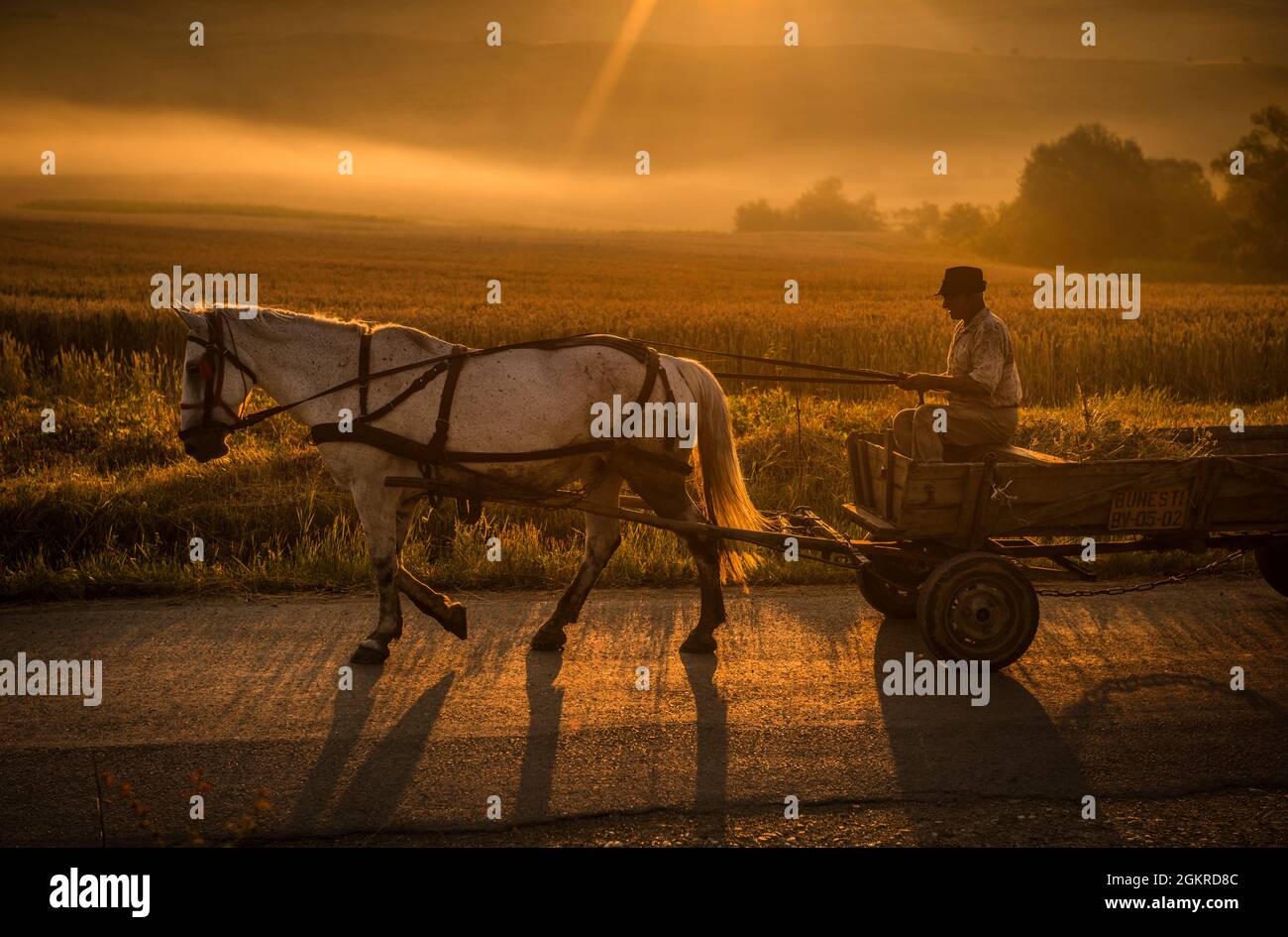 An elderly man on his way to collect hay in his horse-drawn wagon at dawn, Romania, Europe Stock Photo