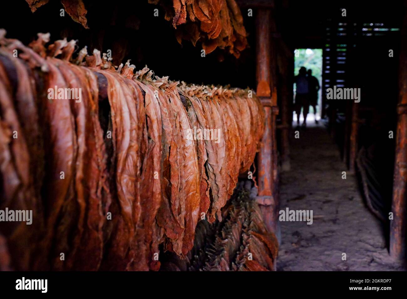 Tobacco leaves drying in a barn, Pinar del Rio, Cuba, West Indies, Central America Stock Photo
