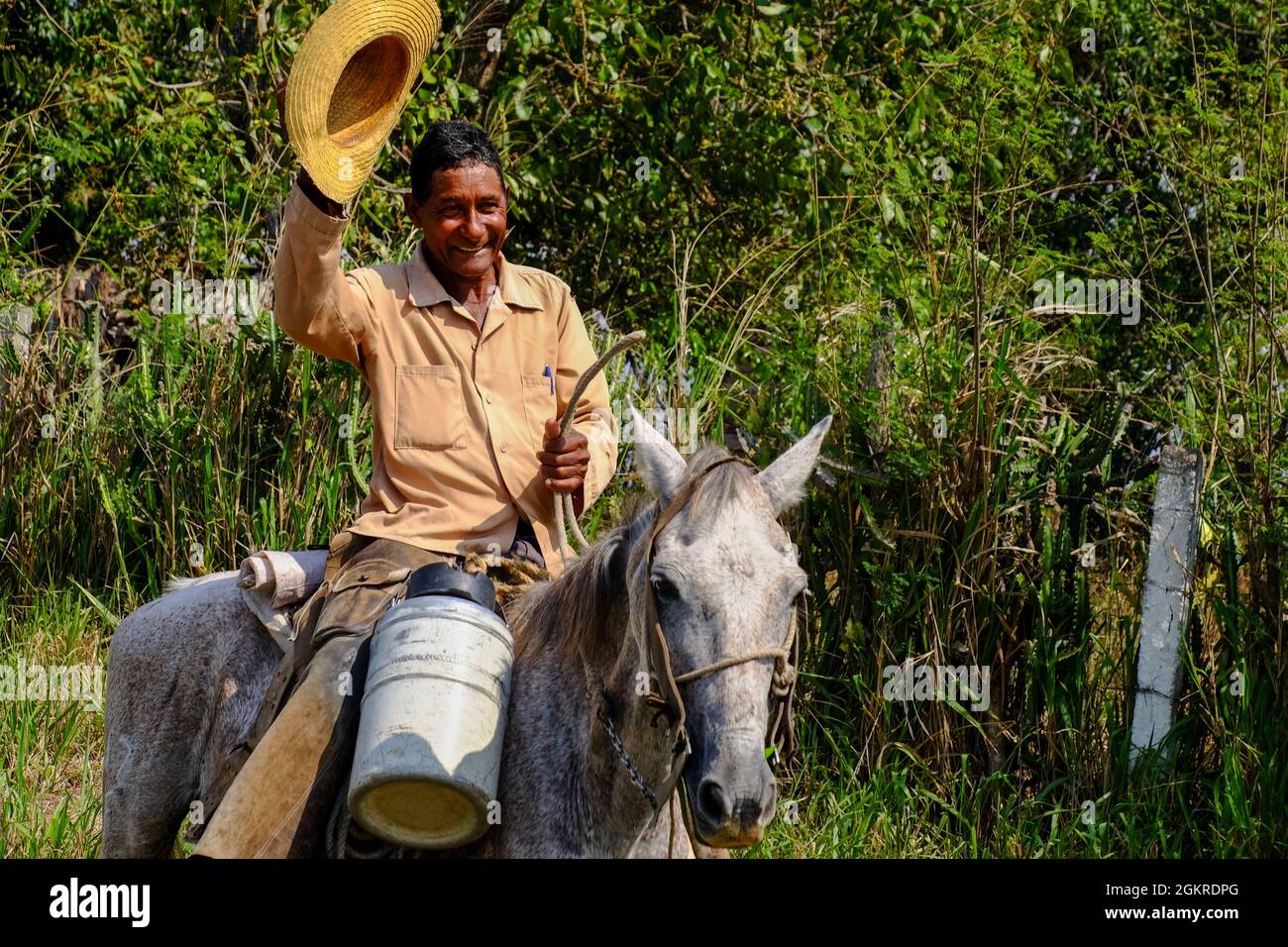 A cowboy on a mule waves his straw hat, Arimao, Cuba, West Indies, Central America Stock Photo