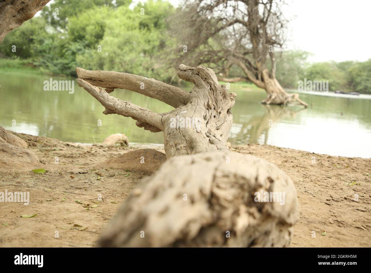 Dry tree looks like a horse near village pond in Indian punjab Stock Photo