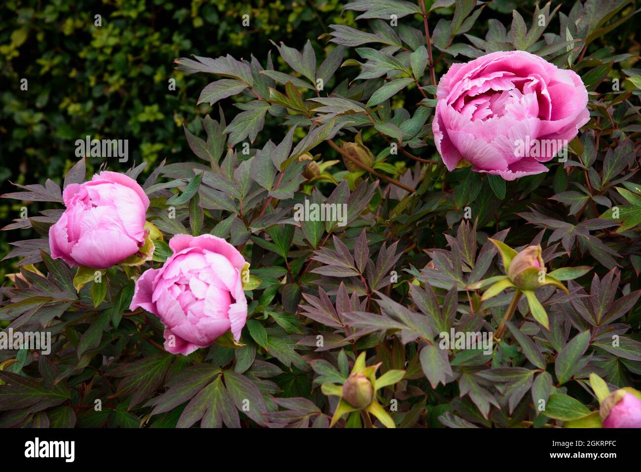 Beautiful Pink Peony close up blossom in the garden Stock Photo - Alamy