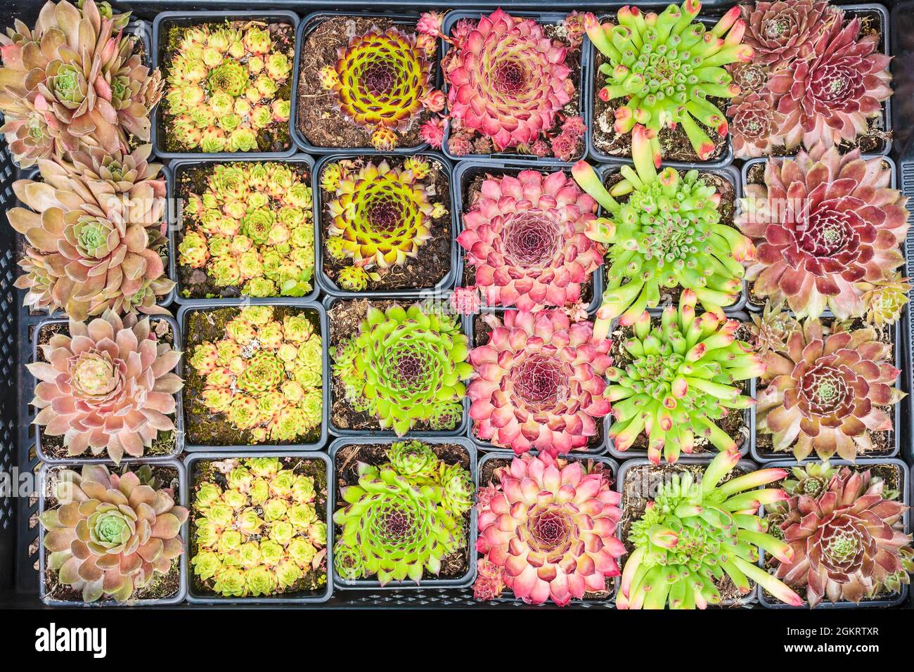 Assortment of tiny rock plants in a plant nursery Stock Photo