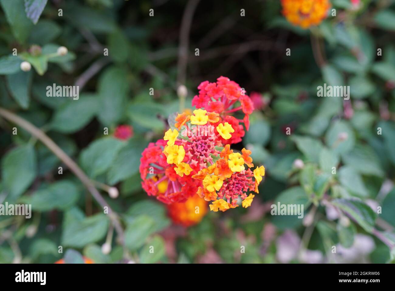 Selective focus shot lantana hi-res stock photography and images - Alamy