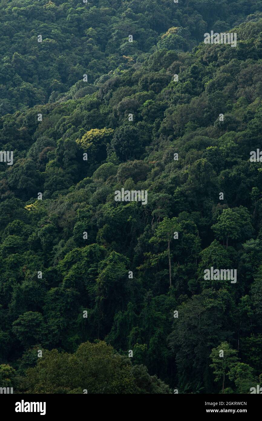 Aerial view forest hi-res stock photography and images - Alamy