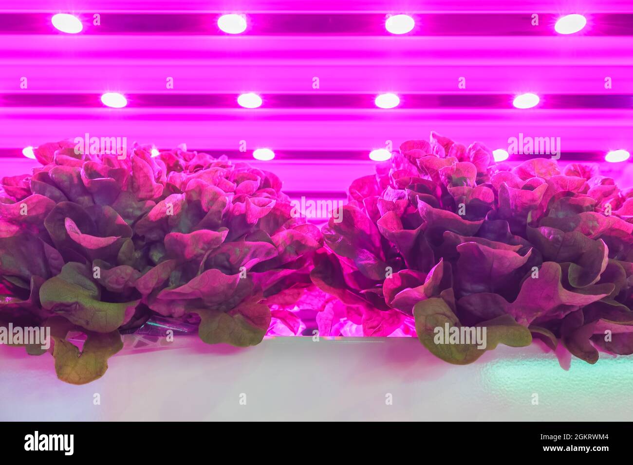 LED lighting used to grow lettuce inside a warehouse without the need for sunlight Stock Photo