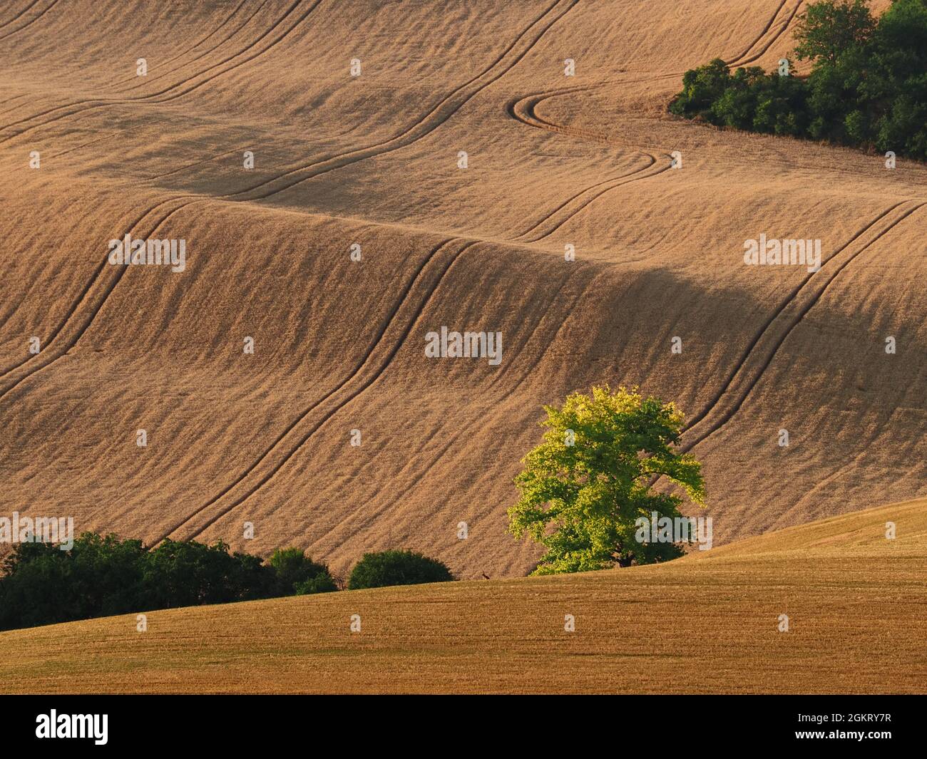 Rolling fields after harvest with drawers of trees in South Moravia, Czech Republic Stock Photo