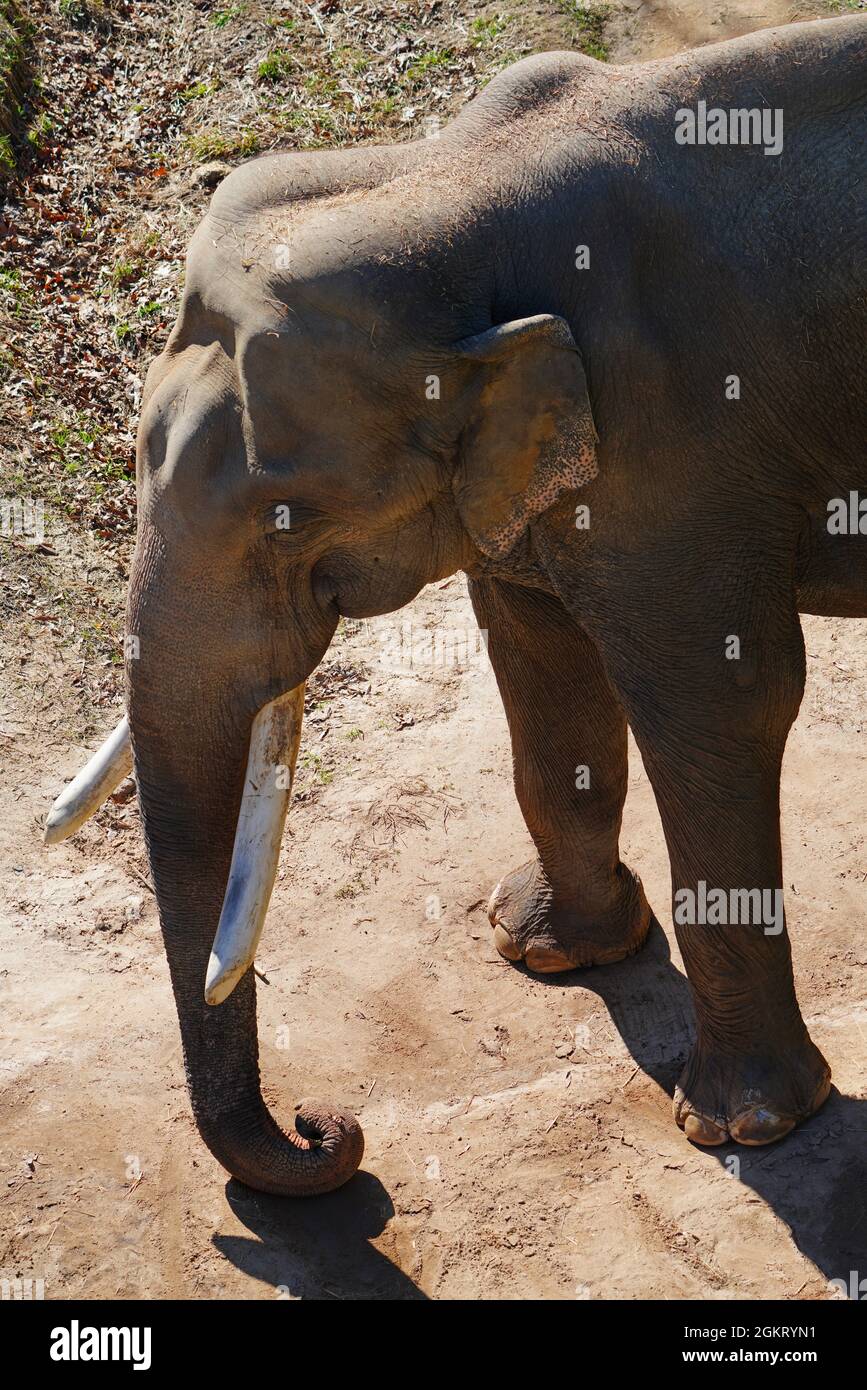 Smithsonian zoo elephant hires stock photography and images Alamy