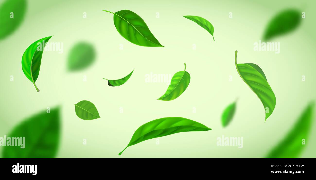 Realistic background with green tea leaves flying in wind. Nature fresh  effect with herbal leaf in air. Organic tea plantation vector banner Stock  Vector Image & Art - Alamy