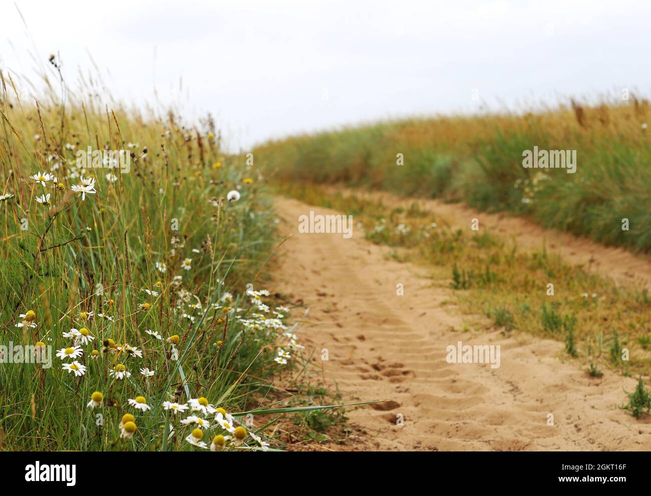 A calming flower-lined sandy path, by the Lincolnshire coast. Donna Nook, Lincolnshire, UK Stock Photo