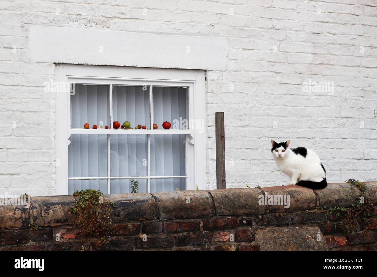 Cat sits on a wall next to a window with a display of apples Stock Photo