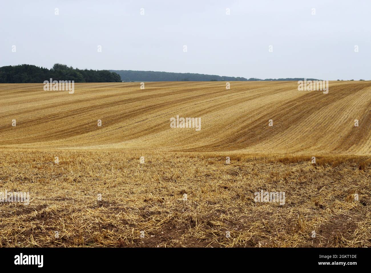 Rolling farmland in Lincolnshire, UK (taken in September after harvest, with wheat stubble and harvest lines) Stock Photo