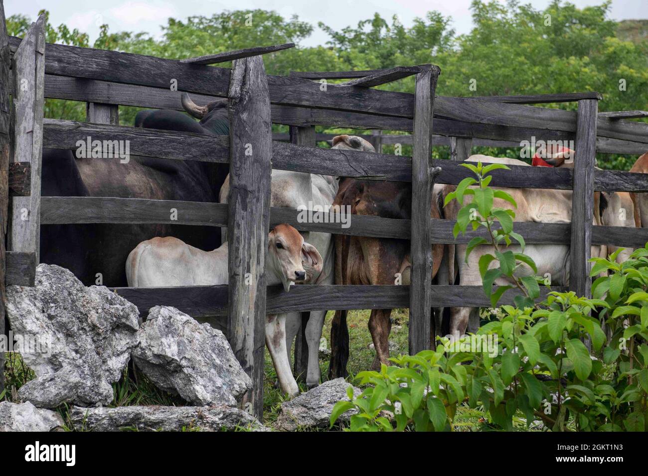 Cows are loaded into a cattle chute prior to being vaccinated by the Resolute Sentinel 21 veterinary team in Melchor De Mencos, Guatemala, June 24, 2021. U.S. military professionals from the 109th Medical Detachment Veterinary Services out of Garden Grove, California, will offer large animal care education and vaccinations at various locations during the exercise. Stock Photo