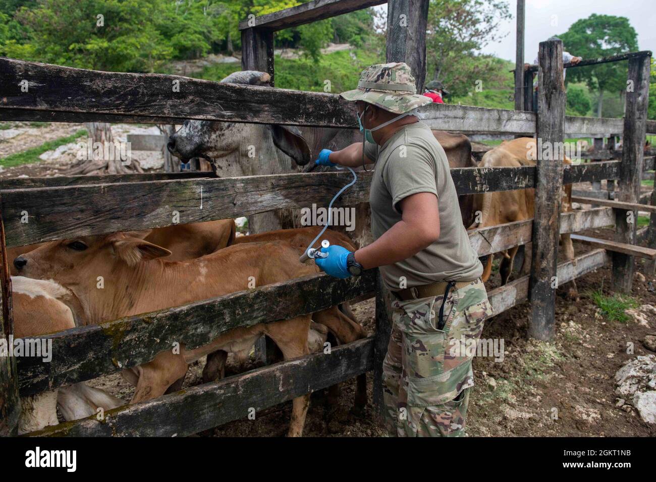 U.S. Army Staff Sgt. Rene Aventura, a field veterinary service technician with the 109th Medical Detachment Veterinary Services out of Garden Grove, California, vaccinates cattle during the Veterinary Readiness Training Exercises portion of Resolute Sentinel 21 in Melchor De Mencos, Guatemala, June 24, 2021. Resolute Sentinel provides joint training and improved readiness of U.S. and partner nation veterinary professionals and support personnel through humanitarian assistance activities. Stock Photo