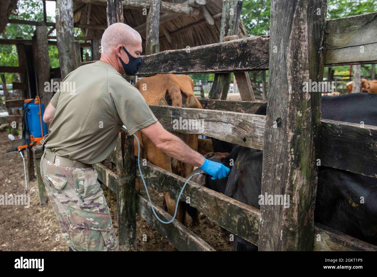 U.S. Army Maj. Matthew Conlan, a veterinarian with the 109th Medical Detachment Veterinary Services out of Garden Grove, Calif., vaccinates cattle during the Veterinary Readiness Training Exercises portion of Resolute Sentinel 21 in Melchor De Mencos, Guatemala, June 24, 2021. The vet team will provide large animal care education and vaccinations at various locations. Stock Photo
