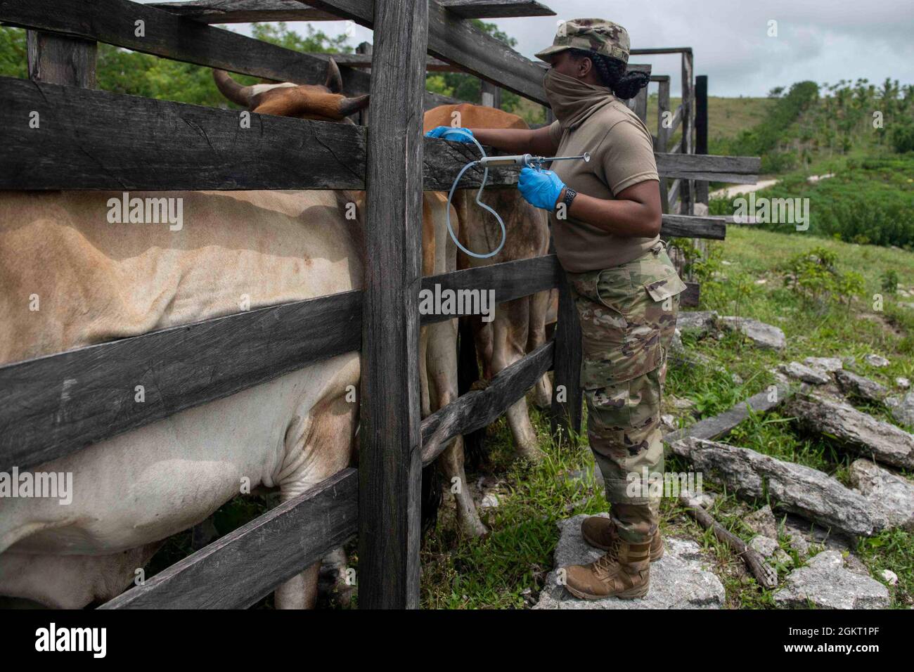 U.S. Army Capt. Shanell Thomas, a veterinarian with the 109th Medical Detachment Veterinary Services out of Garden Grove, California, vaccinates cattle during the Veterinary Readiness Training Exercises portion of Resolute Sentinel 21 in Melchor De Mencos, Guatemala, June 24, 2021. The vet team will provide large animal care education and vaccinations at various locations. Stock Photo