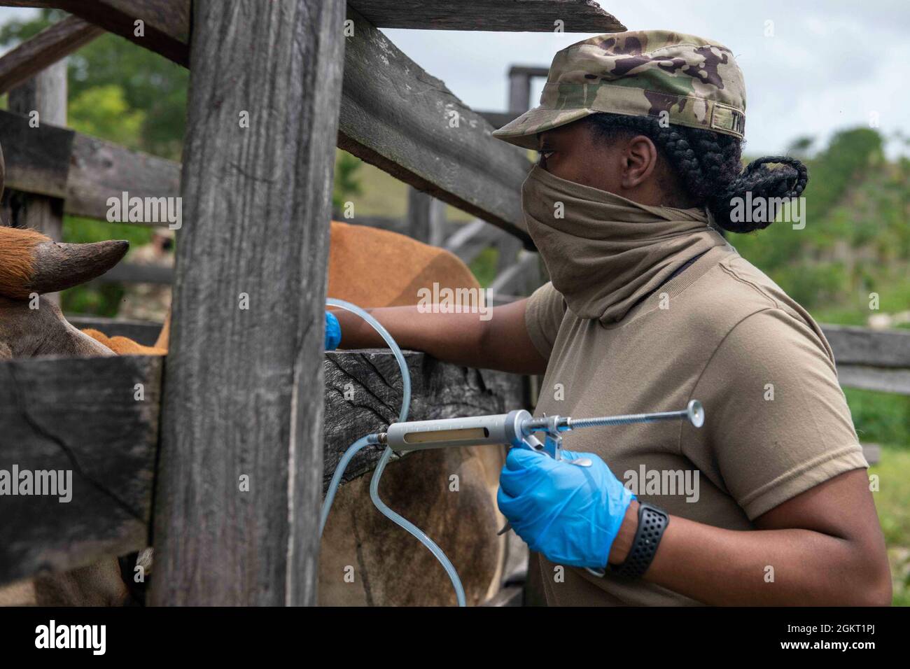 U.S. Army Capt. Shanell Thomas, a veterinarian with the 109th Medical Detachment Veterinary Services out of Garden Grove, California, vaccinates cattle during the Veterinary Readiness Training Exercises portion of Resolute Sentinel 21 in Melchor De Mencos, Guatemala, June 24, 2021. The vet team will provide large animal care education and vaccinations at various locations. Stock Photo